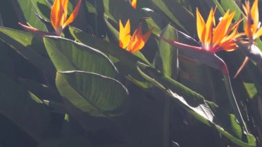 Strelitzia cennet kuşu portakal çiçeği çiçek, turna çiçeği dolgunluğu, güneşli bahçede egzotik tropikal çiçekler. Kaliforniya bitki örtüsü ya da çiçekçilik, ABD. Güneş ışığında botanik çiçek arkaplanı.