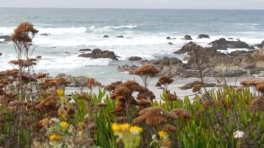 17 mil, Monterey, Kaliforniya ABD. Kayalık okyanus, deniz suyu dalgaları. Pasifik sahil yolu, Point Lobos 'un vahşi doğası, Big Sur, Pebble plajı. Lezzetli bitkiler, kır çiçekleri, otlar ve çiçekler