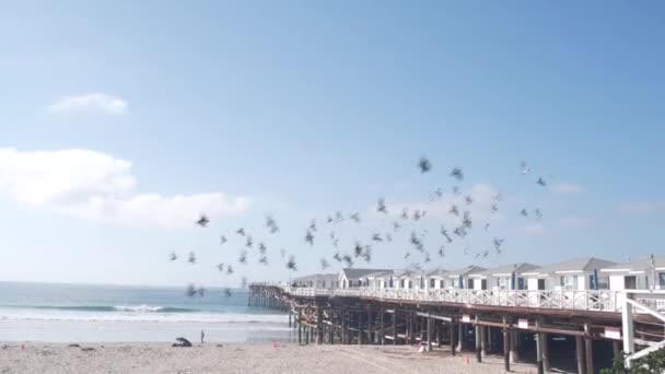 美国加利福尼亚海滩的木制水晶码头和白色小屋 在圣迭戈海岸的任务海滩上的暑假海滨别墅 白色的房子和投标者在海滨的海滨平房 — 图库视频影像