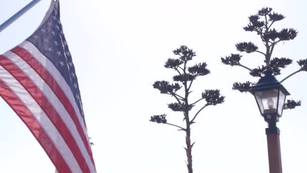 Succulent Kwiat Agawy Paniki Vintage Latarnia Amerykańska Flaga Macha Zachodnia — Wideo stockowe