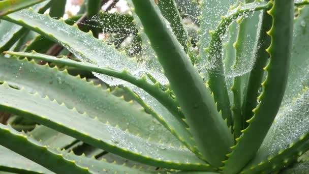 Aloe Vera Rosette Tau Oder Regentropfen Frische Saftige Nasse Pflanze — Stockvideo