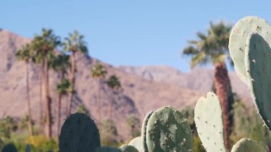Palmiye ağaçları, kaktüsler ve dağlar veya tepeler, güneşli Palm Springs tatilleri Los Angeles ve Joshua Tree NP yakınlarındaki tatil beldeleri, California Valley NP, ABD. Kuru iklim bitkileri, çöl vahası, yaz..