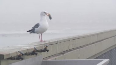 Martı yiyen balık, sisli su, Ocean Beach rıhtımı, sisli California sahili, ABD. Deniz martıları sisli havada rıhtım korkuluklarında. San Diego sahilinde sakin, sessiz bir atmosfer..