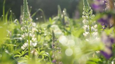 Mor lupin kır çiçekleri çayır çiçekleri üzerinde. Mor leylak rengi lup çiçekleri çimlerde ya da tarlalarda. Bahar çiçeğinde leylak lupinus açar ya da çiçek açar. Bahar ya da yaz ormanı açıklığı. Bluebonnet kabartması.