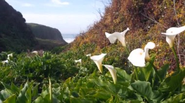 Calla Nilüfer Vadisi, Garrapata sahilindeki dere kanyonu, Big Sur manzarası, Monterey Doğa, Kaliforniya, ABD. İlkbaharda okyanus dalgalarının yanında birçok beyaz zambak. Çiçekler açıyor, kır çiçekleri açıyor.