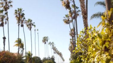Palmiye ağaçları, Los Angeles yakınlarındaki rıhtım şehri sokağı, Kaliforniya kıyısı, güney Amerika. Okyanus kıyısındaki palmiyeler, yaz tatilleri estetik. Tropik palmiyeler, güneşli bir gün, güneş ve yapraklar.