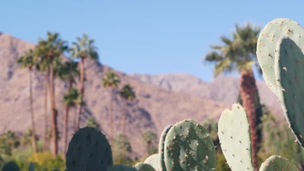 Pálmafák Kaktusz Hegyek Vagy Hegyek Napos Palm Springs Üdülőhely Közelében — Stock videók