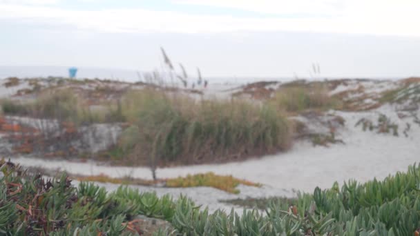 Sanddünen Nebligen Coronado Strand Meereswellen Nebel Kalifornische Küste Usa Bewölktes — Stockvideo