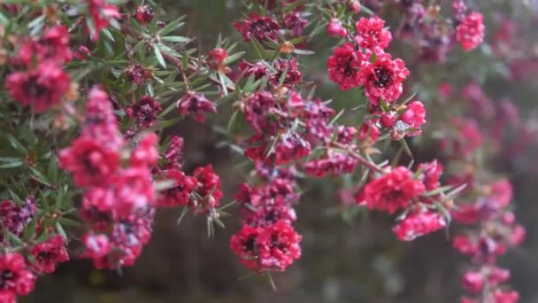 Árbol Mirto Flores Granate Leptospermum Manuka Flor Carmesí Oscuro Resplandor — Vídeos de Stock