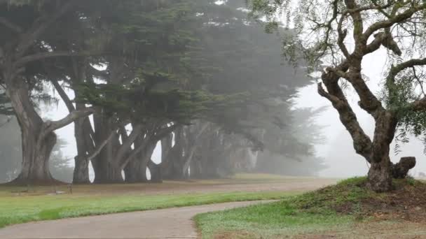 霧の神秘的な森 森や森の針葉樹ヒノキ松 霧の多い雨の日の木々の列 カリフォルニア州モントレーの穏やかな霞 レース地衣類苔ぶら下がっ トンネル回廊 — ストック動画