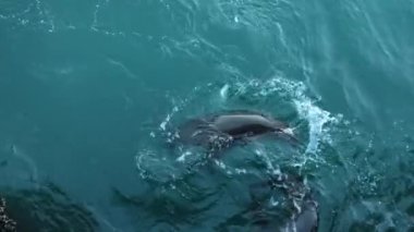 Vahşi şirin fok sürüleri ya da deniz aslanları okyanus suyunda yüzer, eğlenceli davranışlar. Özgürce suya dalan birçok deniz hayvanı, yukarıdan manzara, Monterey iskelesi, California sahil yaban hayatı, ABD