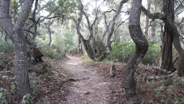 Chemin Forêt Bois Chênes Vivants Sentier Pédestre Sentier Pédestre Dans — Video