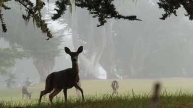Vahşi genç geyik ailesi otluyor, yeşil çimenler, bir grup hayvan. Özgürlükte birçok yavru geyik ya da dana, vadide selvi ağacı, sisli ormanda çayır. Monterey, Kaliforniya 'da sisli hava, ABD.