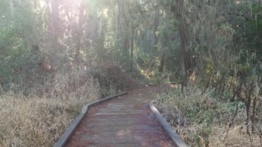 Ormanda ya da ormanda, patikada ya da patikada, korulukta ya da ormanlık alanda, Point Lobos vahşi doğasında, Kaliforniya 'da. Kozalaklı çam ağaçları, güneş ışığı. Tahtalardan tahta kaldırım, tahtalardan podyum