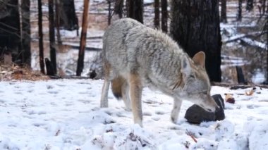 Vahşi kürklü kurt, gri çakal ya da gri çakalkurt, kış karlı ormanı, Yosemite ulusal parkı vahşi yaşam alanı, Kaliforniya, ABD. Evcilleştirilmemiş yırtıcı hayvan gibi yürüyor, kokluyor, melez köpek ayakta duruyor.