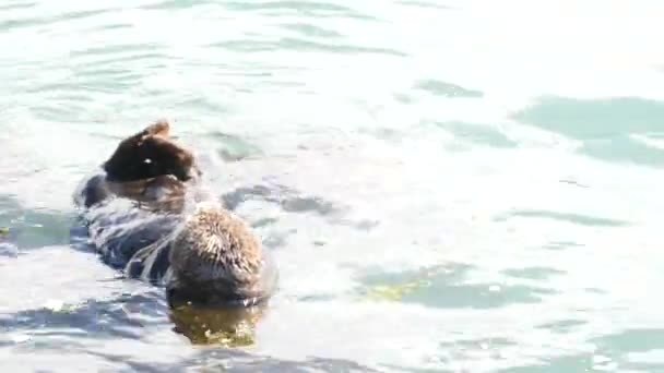 Söta Lurviga Havsutter Marina Däggdjur Bedårande Kramdjur Simmar Havsvatten Kaliforniens — Stockvideo