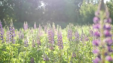 Mor lupin kır çiçekleri çayır çiçekleri üzerinde. Mor leylak rengi lup çiçekleri çimlerde ya da tarlalarda. Bahar çiçeğinde leylak lupinus açar ya da çiçek açar. Bahar ya da yaz ormanı açıklığı. Bluebonnet kabartması.