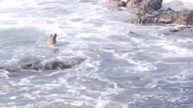 Suda yüzen vahşi fok, kayalık okyanus kıyısında deniz aslanı, La Jolla vahşi yaşamı, San Diego, Kaliforniya kıyısı, ABD. Özgürlükteki ya da doğal ortamdaki genç deniz hayvanı, uçurumlara çarpan büyük su dalgaları..
