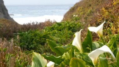 Calla Nilüfer Vadisi, Garrapata sahilindeki dere kanyonu, Big Sur manzarası, Monterey Doğa, Kaliforniya, ABD. İlkbaharda okyanus dalgalarının yanında birçok beyaz zambak. Çiçekler açıyor, kır çiçekleri açıyor.