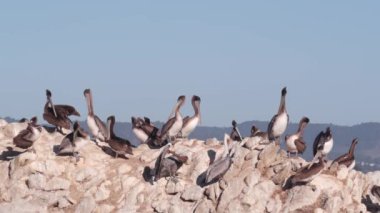 Uçurumdaki kahverengi pelikan sürüsü, kayalık ada ve mavi gökyüzü, Point Lobos doğal rezervi, Monterey vahşi yaşamı, Kaliforniya sahili, ABD. Büyük kuşların oluşturduğu bir grup. Birçok pelecanus, vahşi hayvan kolonisi.