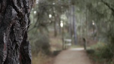 Ormandaki ya da ormandaki patika yolu, Grove ya da Woodland 'daki patika yolu, Point Lobos, Kaliforniya ABD. Yol ya da podyum. Kozalaklı çam ağaçları, sarkık dantel yosunlar. Tahta köprü ya da köprü.