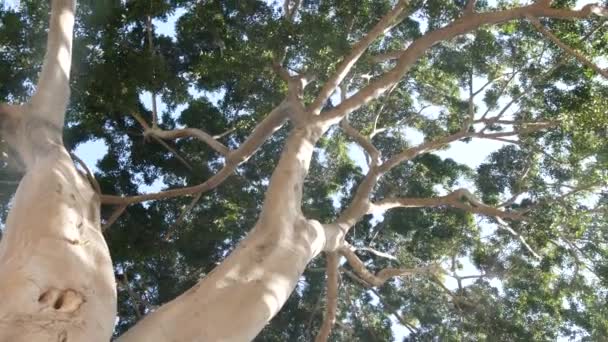 Canopy Big Huge Tree Forest Jungle Rainforest Giant Trunk Tall — Stock Video