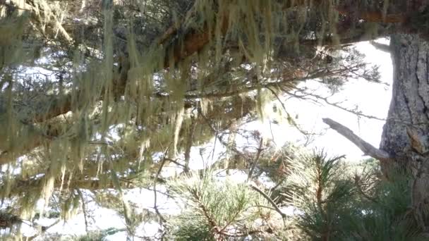 Lace Lichen Moss Висить Дерева Гілляка Лісі Глибоке Сюрреалістичне Дерево — стокове відео