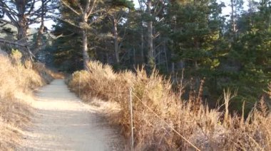 Güneşli orman ya da ormanda patika yolu, eski korulukta ya da ormanlık alanda patika, Point Lobos vahşi doğası, California USA. Yürüyüş ya da yürüyüş için patika yolu. Kozalaklı çam ağaçları, güneş ışığı..