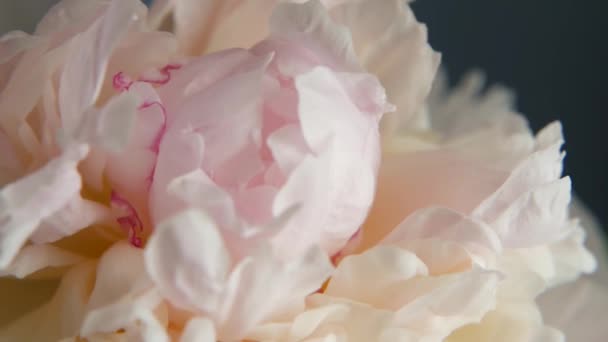 Pion Blommor Blomma Ljusrosa Blommor Paeony Knopp Vårens Botaniska Bakgrund — Stockvideo