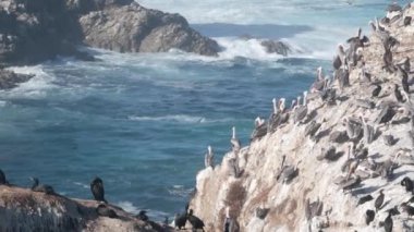 Uçurumdaki kahverengi pelikan sürüsü, okyanustaki kayalık adası, Point Lobos manzarası, Monterey vahşi hayatı, Kaliforniya sahili, ABD. Büyük dalgalar çarpar, kuşlar uçar. Birçok pelecanus yuvası, vahşi hayvan kolonisi.