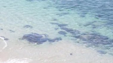 Fok balığı dalışı veya deniz aslanı yüzüşü, kristal mavisi şeffaf okyanus, La Jolla Koyu, Kaliforniya, ABD. Sualtında habitattaki eğlenceli deniz hayvanı, turkuaz berrak dalgalar, dalgalı su yüzeyi..