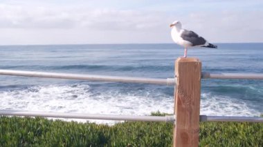 Okyanus dalgaları sahile çarpıyor, yukarıdan deniz suyu yüzeyi, uçurum ya da kayalık, La Jolla kıyısı gezinti güvertesi, California USA. Pasifik kıyılarındaki sulu yeşil buz bitkisi. Tırabzanda martı kuşu.