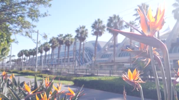 Palmiye Ağaçları Strelitzia Vinç Çiçeği San Diego Şehir Sokağı Kaliforniya — Stok video