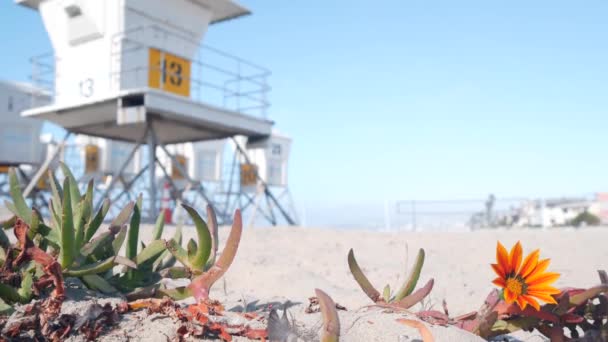 Életmentő Állvány Virág Életmentő Torony Szörfözéshez California Beach Succulent Jég — Stock videók