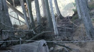Ormandaki ya da ormandaki patika yolu, eski koruluktaki ya da ormandaki patika yolu, Point Lobos vahşi doğası, Kaliforniya ABD. Yürüyüş ya da yürüyüş için patika ya da yürüyüş yolu. Kozalaklı çam ağaçları manzarası.