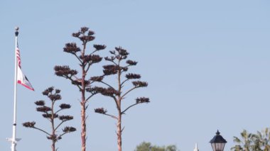 Lezzetli agave çiçeği paniği, klasik fener ve bayrak direğinde Amerikan bayrağı ya da bayrak direği dalgalanması, Batı Kaliforniya ABD. Çöl bitkisi ve gökyüzü.