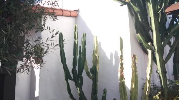 白い壁によって花のポットと背の高い多肉植物サボテンにサンセベリア植物 メキシコの田舎のホームステッド ガーデン 地方の村 田舎素朴な牧場 カリフォルニア州またはメキシコのカントリーハウス — ストック動画