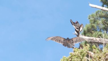 Ağaçta hindi akbabası, avlanmayı bekleyen leş yiyen akbaba. Kel kızıl kafa, yırtıcı kuşun kanatları. Griffon gibi leşi besleyen bir yırtıcı. Point Lobos Vahşi Yaşam, Kaliforniya ABD. Kanat açıklığı.