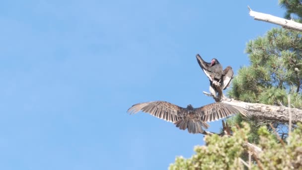 Truthahngeier Auf Baum Aasfresser Auf Bussard Jagd Roter Glatzkopf Greifvogelflügel — Stockvideo