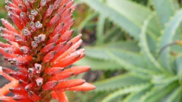 Flor Roja Aloe Gotas Rocío Lluvia Hojas Frescas Jugosas Plantas — Vídeo de stock