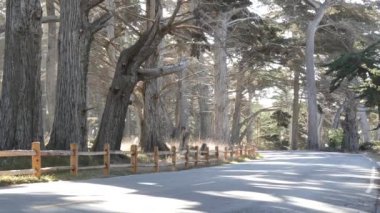 17 millik manzaralı yol, Monterey yarımadası, Kaliforniya, ABD. Selvi ağacı ormanları, kozalaklı çam ağaçları, koruluklar ve ormanlar arasında yol gezisi. Pasifik kıyısı otoyolu Big Sur yakınlarında turizm rotası