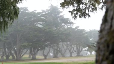 Siste kozalaklı çam ağaçları, sisli gizemli orman, orman ya da koruluk. Sisli yağmurlu havada sıra sıra ağaçlar, Monterey, Kaliforniya 'da sakin bir sis. Dantelli yosun sarkıyor. Sakin bir atmosfer..