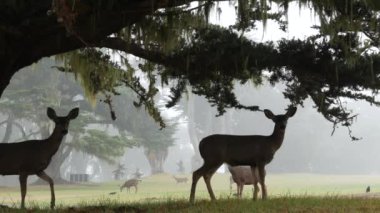 Vahşi genç geyik ailesi otluyor, yeşil çimenler, bir grup hayvan. Özgürlükte birçok yavru geyik ya da dana, vadide selvi ağacı, sisli ormanda çayır. Monterey, Kaliforniya 'da sisli hava, ABD.