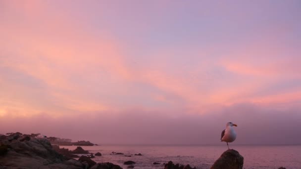 ロッキー険しい海のビーチ 穏やかな海の波 ピンク紫色のパステル日没の空 モントレー 17マイルのドライブの海 カリフォルニア海岸 ビーチフロントウォーターフロントパシフィックグローブ 水辺の遊歩道 カモメの鳥 — ストック動画