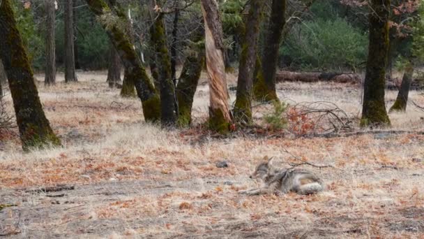 Divoký Chlupatý Vlk Šedý Kojot Nebo Šedý Vlk Podzimní Lesní — Stock video