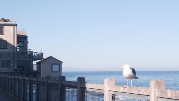 Waterfront Wooden Boardwalk Monterey California Usa Beachfront Promenade Piles Pillars — Stock Video