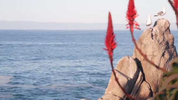 岩場の岩場の海岸に赤いアロエサボテンの花 小石のビーチ モントレーベイ自然 カリフォルニア州海岸Usa 海の海水の波 園内には多肉植物が咲きます 17マイル沿岸の植物を駆動します カモメだ — ストック動画