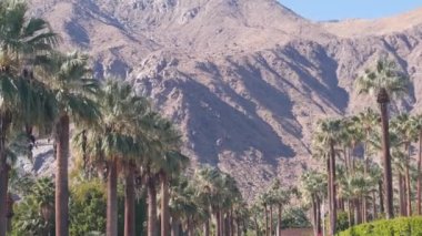 Palmiye ağaçları, dağlar ve tepeler, güneşli Palm Springs tatil beldesi Los Angeles yakınlarında, Old Las Palmas, California Valley doğa, ABD. Kuru iklim bitkileri, çöl vahası bitki örtüsü, yaz atmosferi.