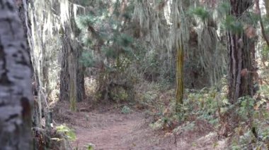 Ormandaki ya da ormandaki patika yolu, eski koruluktaki ya da ormandaki patika yolu, Point Lobos vahşi doğası, Kaliforniya ABD. Yürüyüş ya da yürüyüş için patika ya da yürüyüş yolu. Kozalaklı çam ağaçları manzarası.