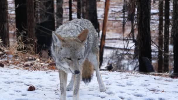 Lobo Peludo Selvagem Coiote Cinzento Coywolf Cinzento Floresta Nevada Inverno — Vídeo de Stock